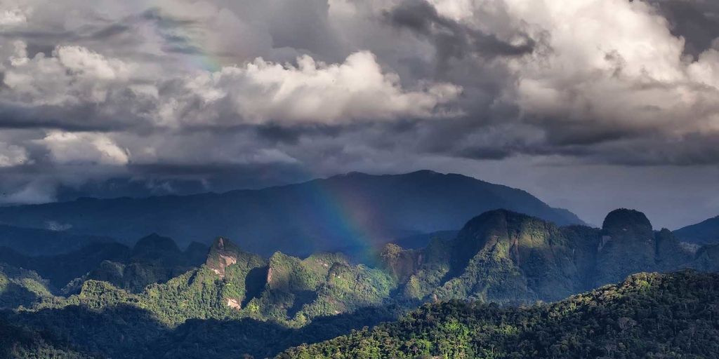 CPP Investment Board enters into rainforest protection partnership - Vimarsana News