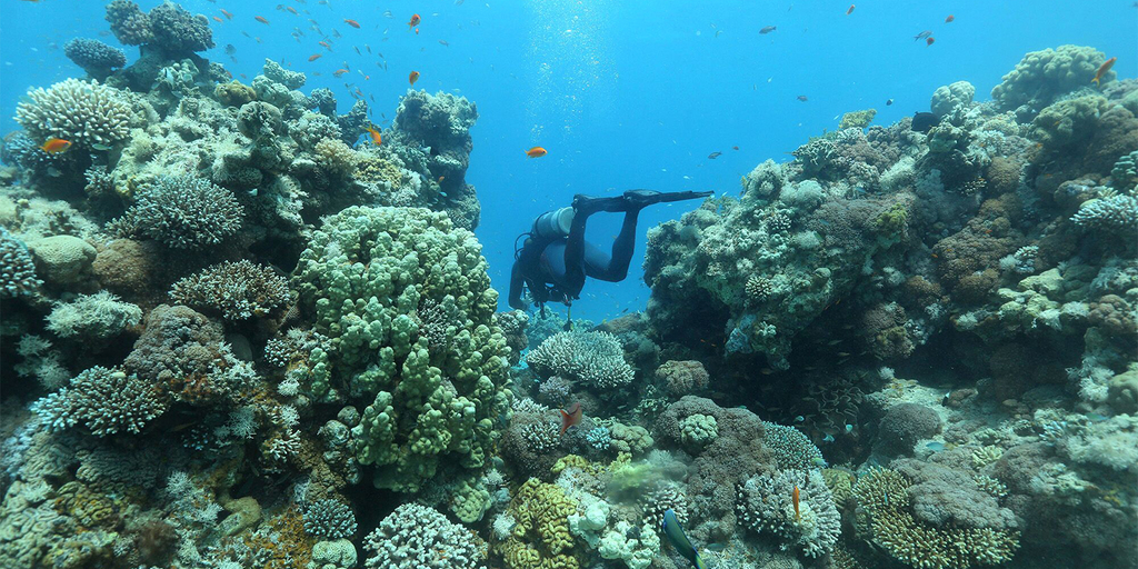 Biodiversity pledge draws more asset owners, managers | Pensions & Investments - Vimarsana News